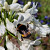 Agapanthus White Panthus