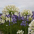 Agapanthus White Panthus