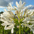 Agapanthus White Panthus