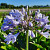 Agapanthus Blue Panthus