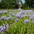 Agapanthus Blue Panthus