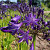 Agapanthus Purple Panthus