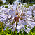 Agapanthus Bright Panthus