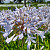 Agapanthus Bright Panthus