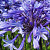 Agapanthus Blue2 Panthus