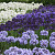 Agapanthus Blue2 Panthus