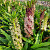 Eucomis Comosa