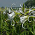 Hymenocallis Ismene Festalis 