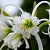 Hymenocallis Ismene Festalis 