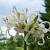 Hymenocallis Ismene Festalis 