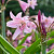 Crinum Powelli