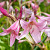 Crinum Powelli