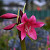 Crinum Super Ellen