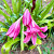 Crinum Super Ellen