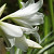 Crinum Powelli Album XXL